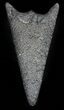 Fossil Marlin (Swordfish) Lower Rostrum - Miocene #45867-2